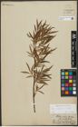 Foto von Salix purpurea L. x Salix viminalis L.